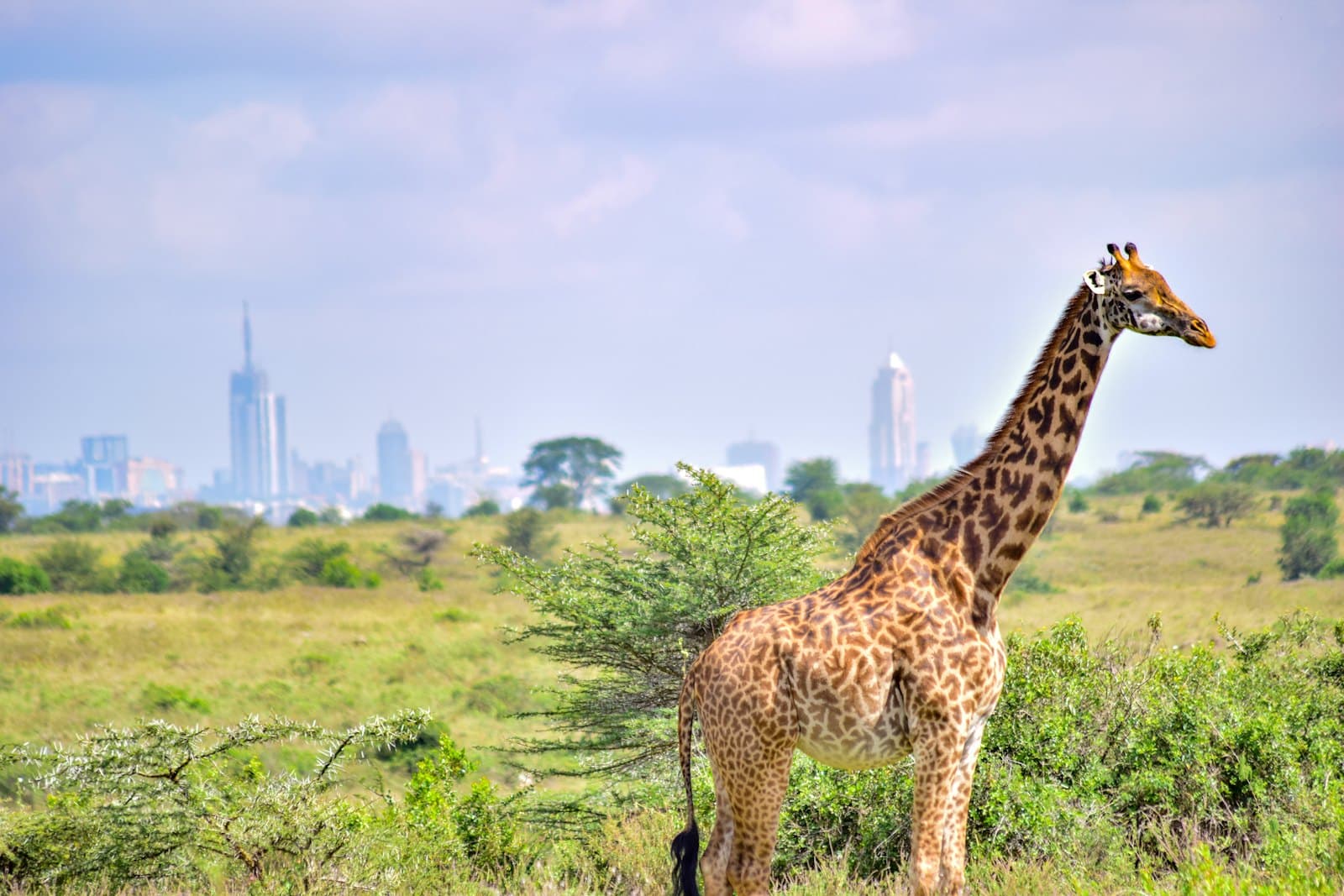 Une girafe dans la savane près de Nairobi