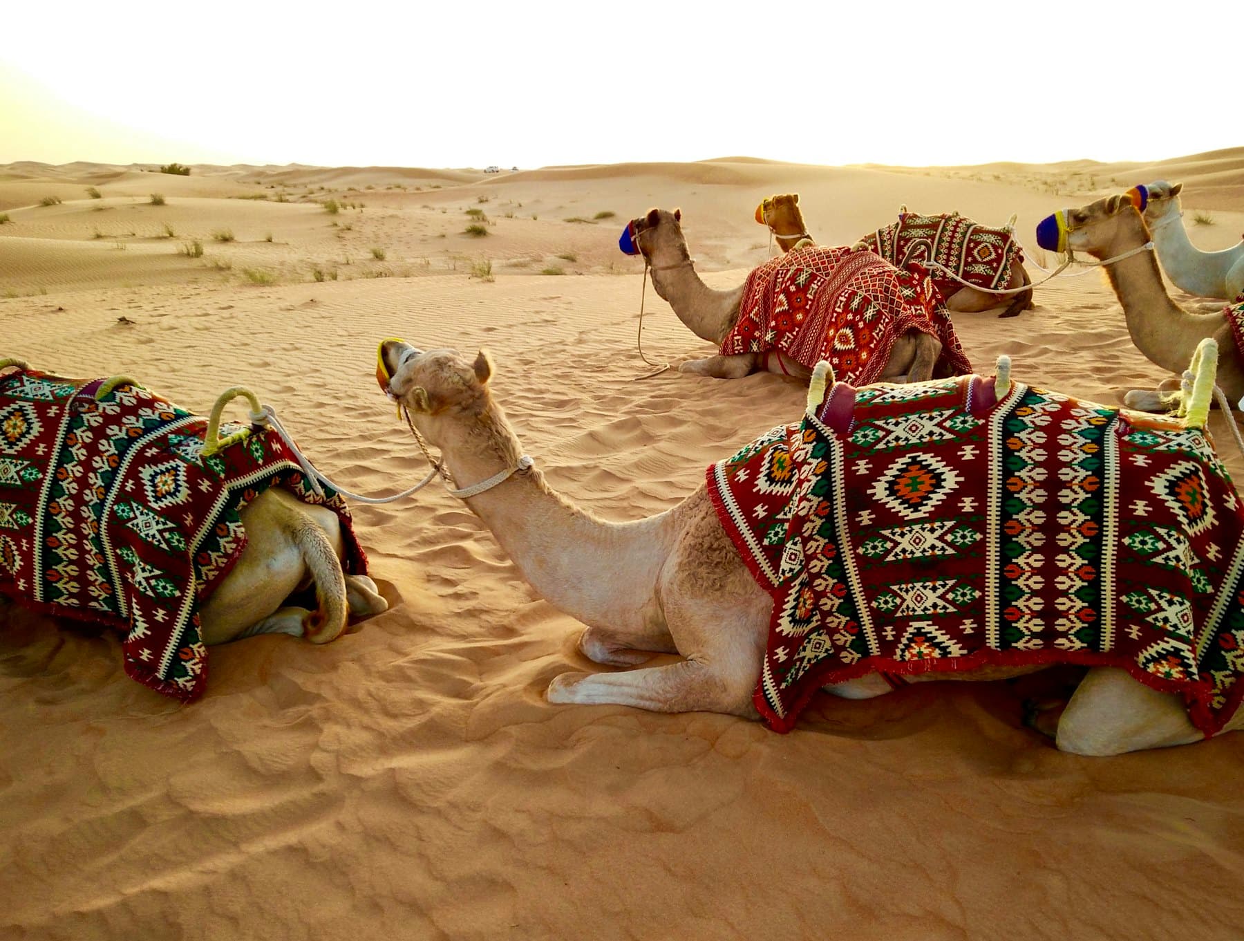 Dromadaires au repos dans le désert de Dubaï